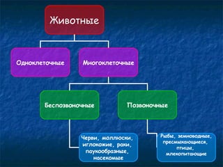 Животные 
Одноклеточные Многоклеточные 
Беспозвоночные Позвоночные 
Черви, моллюски, 
иглокожие, раки, 
паукообразные, 
насекомые 
Рыбы, земноводные, 
пресмыкающиеся, 
птицы, 
млекопитающие 
 