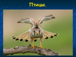 ППттииццыы.. 
 