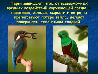 Перья защищают ппттиицц оотт ввссееввооззммоожжнныыхх 
вврреедднныыхх ввооззддееййссттввиийй ооккрруужжааюющщеейй ссррееддыы —— 
ппееррееггрреевваа,, ххооллооддаа,, ссыыррооссттии ии ввееттрраа,, ии 
ппррееппяяттссттввууюютт ппооттееррее ттееппллаа,, ддееллааюютт 
ппооввееррххннооссттьь ттееллаа ппттииццыы ггллааддккоойй.. 
 