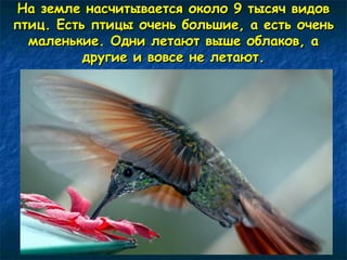 На земле насчитывается ооккооллоо 99 ттыыссяячч ввииддоовв 
ппттиицц.. ЕЕссттьь ппттииццыы ооччеенньь ббооллььшшииее,, аа еессттьь ооччеенньь 
ммааллееннььккииее.. ООддннии ллееттааюютт ввыышшее ооббллааккоовв,, аа 
ддррууггииее ии ввооввссее ннее ллееттааюютт.. 
 