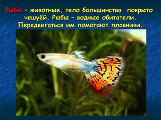 РРыыббыы –– жжииввооттнныыее,, ттееллоо ббооллььшшииннссттвваа ппооккррыыттоо 
ччеешшууёёйй.. РРыыббыы –– ввоодднныыее ооббииттааттееллии.. 
ППееррееддввииггааттььссяя иимм ппооммооггааюютт ппллааввннииккии.. 
 