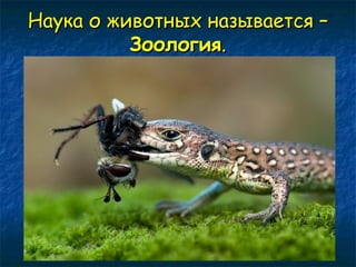 Наука о животных ннааззыыввааееттссяя –– 
ЗЗооооллооггиияя.. 
 