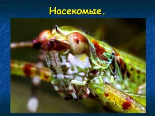 ННаассееккооммыыее.. 
 