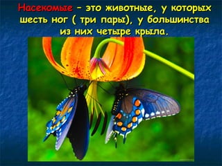 ННаассееккооммыыее –– ээттоо жжииввооттнныыее,, уу ккооттооррыыхх 
шшеессттьь нноогг (( ттррии ппааррыы)),, уу ббооллььшшииннссттвваа 
иизз нниихх ччееттыыррее ккррыыллаа.. 
 