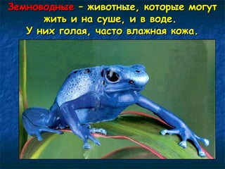 ЗЗееммннооввоодднныыее –– жжииввооттнныыее,, ккооттооррыыее ммооггуутт 
жжииттьь ии ннаа ссуушшее,, ии вв ввооддее.. 
УУ нниихх ггооллааяя,, ччаассттоо ввллаажжннааяя ккоожжаа.. 
 