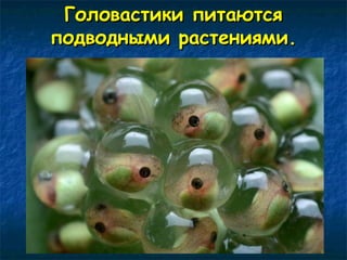 ГГооллоовваассттииккии ппииттааююттссяя 
ппооддввоодднныыммии рраассттеенниияяммии.. 
 