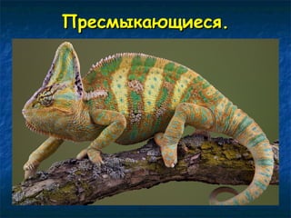 ППрреессммыыккааюющщииеессяя.. 
 