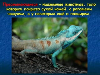 ППрреессммыыккааюющщииеессяя –– ннааддззееммнныыее жжииввооттнныыее,, ттееллоо 
ккооттооррыыхх ппооккррыыттоо ссууххоойй ккоожжеейй сс ррооггооввыыммии 
ччеешшууяяммии,, аа уу ннееккооттооррыыхх еещщёё ии ппааннцциирреемм.. 
 