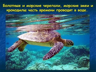 Болотные и морские черепахи, ммооррссккииее ззммееии ии 
ккррооккооддииллыы ччаассттьь ввррееммееннии ппррооввооддяятт вв ввооддее.. 
 