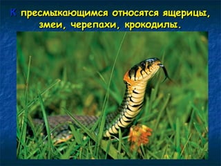 КК ппрреессммыыккааюющщииммссяя ооттннооссяяттссяя яящщееррииццыы,, 
ззммееии,, ччееррееппааххии,, ккррооккооддииллыы.. 
 