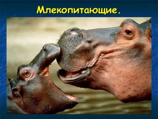 ММллееккооппииттааюющщииее.. 
 