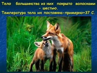 Тело большинства иизз нниихх ппооккррыыттоо ввооллооссккааммии 
-- шшеессттььюю.. 
ТТееммппееррааттуурраа ттееллаа иихх ппооссттоояяннннаа--ппррииммееррнноо++377 СС.. 
 