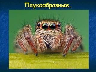 ППааууккооооббррааззнныыее.. 
 