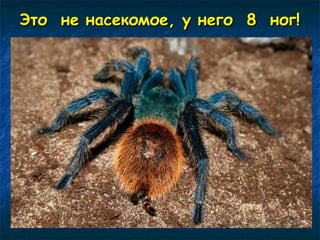 н Это нее ннаассееккооммооее,, уу ннееггоо 88 нноогг!! 
 