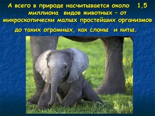 А всего в природе ннаассччииттыыввааееттссяя ооккооллоо 11,,55 
ммииллллииооннаа ввииддоовв жжииввооттнныыхх –– оотт 
ммииккррооссккооппииччеессккии ммааллыыхх ппррооссттееййшшиихх ооррггааннииззммоовв 
ддоо ттааккиихх ооггррооммнныыхх,, ккаакк ссллоонныы ии ккииттыы.. 
 
