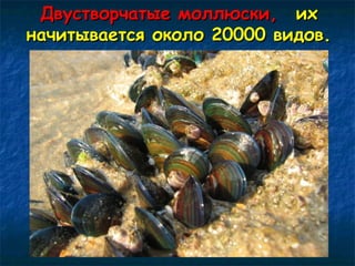 ДДввууссттввооррччааттыыее ммооллллююссккии,, иихх 
ннааччииттыыввааееттссяя ооккооллоо 2200000000 ввииддоовв.. 
 