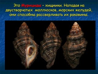 ЭЭттоо ММууррииццииддыы –– ххиищщннииккии.. ННааппааддааяя ннаа 
ддввууссттввооррччааттыыхх ммооллллююссккоовв,, ммооррссккиихх жжееллууддеейй,, 
ооннии ссппооссооббнныы рраассссввееррллииввааттьь иихх ррааккооввиинныы.. 
 