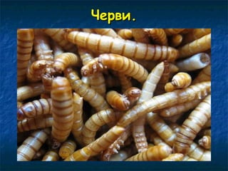 ЧЧееррввии.. 
 