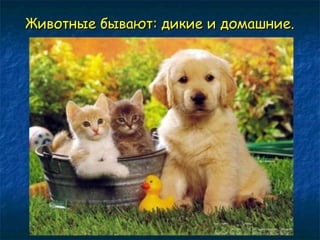 Животные ббыыввааюютт:: ддииккииее ии ддооммаашшннииее.. 
 