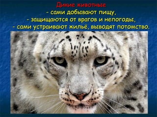 ДДииккииее жжииввооттнныыее 
-- ссааммии ддооббыыввааюютт ппиищщуу,, 
-- ззаащщиищщааююттссяя оотт ввррааггоовв ии ннееппооггооддыы,, 
-- ссааммии ууссттррааииввааюютт жжииллььёё,, ввыыввооддяятт ппооттооммссттввоо.. 
 