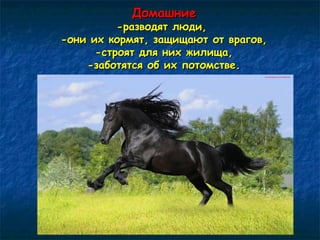 ДДооммаашшннииее 
--ррааззввооддяятт ллююддии,, 
--ооннии иихх ккооррммяятт,, ззаащщиищщааюютт оотт ввррааггоовв,, 
--ссттрроояятт ддлляя нниихх жжииллиищщаа,, 
--ззааббооттяяттссяя ообб иихх ппооттооммссттввее.. 
 