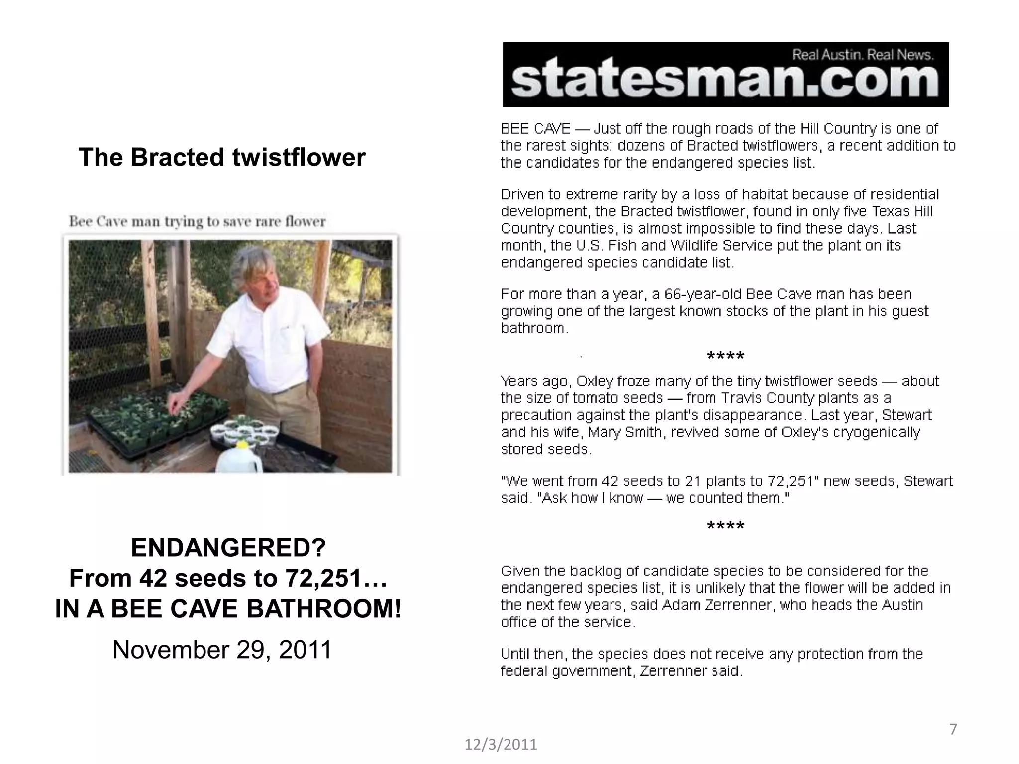 The Bracted twistflower




                                        ****




                                        ****
      ENDANGERED?
 From 42 seeds to 72,251…
IN A BEE CAVE BATHROOM!
    November 29, 2011

                                               7
                            12/3/2011
 