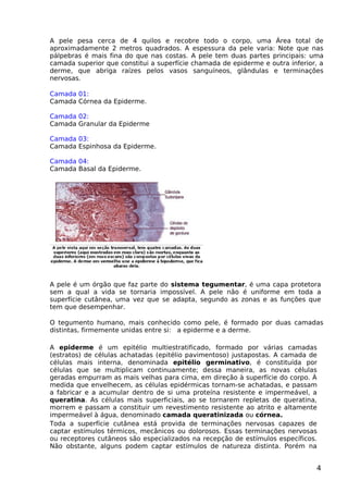 A pele pesa cerca de 4 quilos e recobre todo o corpo, uma Área total de
aproximadamente 2 metros quadrados. A espessura da pele varia: Note que nas
pálpebras é mais fina do que nas costas. A pele tem duas partes principais: uma
camada superior que constitui a superfície chamada de epiderme e outra inferior, a
derme, que abriga raízes pelos vasos sanguíneos, glândulas e terminações
nervosas.
Camada 01:
Camada Córnea da Epiderme.
Camada 02:
Camada Granular da Epiderme
Camada 03:
Camada Espinhosa da Epiderme.
Camada 04:
Camada Basal da Epiderme.
A pele é um órgão que faz parte do sistema tegumentar, é uma capa protetora
sem a qual a vida se tornaria impossível. A pele não é uniforme em toda a
superfície cutânea, uma vez que se adapta, segundo as zonas e as funções que
tem que desempenhar.
O tegumento humano, mais conhecido como pele, é formado por duas camadas
distintas, firmemente unidas entre si: a epiderme e a derme.
A epiderme é um epitélio multiestratificado, formado por várias camadas
(estratos) de células achatadas (epitélio pavimentoso) justapostas. A camada de
células mais interna, denominada epitélio germinativo, é constituída por
células que se multiplicam continuamente; dessa maneira, as novas células
geradas empurram as mais velhas para cima, em direção à superfície do corpo. À
medida que envelhecem, as células epidérmicas tornam-se achatadas, e passam
a fabricar e a acumular dentro de si uma proteína resistente e impermeável, a
queratina. As células mais superficiais, ao se tornarem repletas de queratina,
morrem e passam a constituir um revestimento resistente ao atrito e altamente
impermeável à água, denominado camada queratinizada ou córnea.
Toda a superfície cutânea está provida de terminações nervosas capazes de
captar estímulos térmicos, mecânicos ou dolorosos. Essas terminações nervosas
ou receptores cutâneos são especializados na recepção de estímulos específicos.
Não obstante, alguns podem captar estímulos de natureza distinta. Porém na
4
 