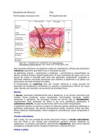 Receptores de Meissner Tato
Terminações nervosas livres Principalmente dor
Nas camadas inferiores da epiderme estão os melanócitos, células que produzem
melanina, pigmento que determina a coloração da pele.
As glândulas anexas – sudoríparas e sebáceas – encontram-se mergulhadas na
derme, embora tenham origem epidérmica. O suor (composto de água, sais e um
pouco de uréia) é drenado pelo duto das glândulas sudoríparas, enquanto a
secreção sebácea (secreção gordurosa que lubrifica a epiderme e os pêlos) sai
pelos poros de onde emergem os pêlos.
A transpiração ou sudorese tem por função refrescar o corpo quando há
elevação da temperatura ambiental ou quando a temperatura interna do corpo
sobe, devido, por exemplo, ao aumento da atividade física.
Derme
A derme, localizada imediatamente sob a epiderme, é um tecido conjuntivo que
contém fibras protéicas, vasos sangüíneos, terminações nervosas, órgãos
sensoriais e glândulas. As principais células da derme são os fibroblastos,
responsáveis pela produção de fibras e de uma substância gelatinosa, a
substância amorfa, na qual os elementos dérmicos estão mergulhados.
A epiderme penetra na derme e origina os folículos pilosos, glândulas sebáceas e
glândulas sudoríparas. Na derme encontramos ainda: músculo eretor de pêlo,
fibras elásticas (elasticidade), fibras colágenas (resistência), vasos sangúíneos e
nervos.
Tecido subcutâneo
Sob a pele, há uma camada de tecido conjuntivo frouxo, o tecido subcutâneo,
rico em fibras e em células que armazenam gordura (células adiposas ou
adipócitos). A camada subcutânea, denominada hipoderme, atua como reserva
energética, proteção contra choques mecânicos e isolante térmico.
Unhas e pêlos
6
 