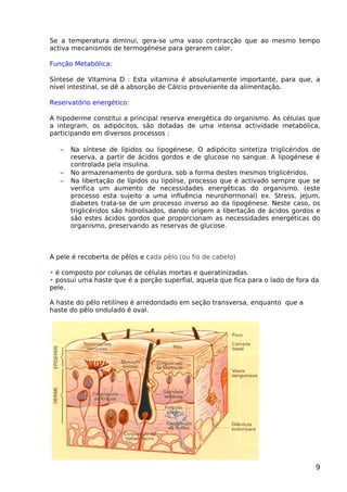 Se a temperatura diminui, gera-se uma vaso contracção que ao mesmo tempo
activa mecanismos de termogénese para gerarem calor.
Função Metabólica:
Síntese de Vitamina D : Esta vitamina é absolutamente importante, para que, a
nível intestinal, se dê a absorção de Cálcio proveniente da alimentação.
Reservatório energético:
A hipoderme constitui a principal reserva energética do organismo. As células que
a integram, os adipócitos, são dotadas de uma intensa actividade metabólica,
participando em diversos processos :
− Na síntese de lípidos ou lipogénese. O adipócito sintetiza triglicéridos de
reserva, a partir de ácidos gordos e de glucose no sangue. A lipogénese é
controlada pela insulina.
− No armazenamento de gordura, sob a forma destes mesmos triglicéridos.
− Na libertação de lípidos ou lipólise, processo que é activado sempre que se
verifica um aumento de necessidades energéticas do organismo. (este
processo esta sujeito a uma influência neurohormonal) ex. Stress, jejum,
diabetes trata-se de um processo inverso ao da lipogénese. Neste caso, os
triglicéridos são hidrolisados, dando origem a libertação de ácidos gordos e
são estes ácidos gordos que proporcionam as necessidades energéticas do
organismo, preservando as reservas de glucose.
A pele é recoberta de pêlos e cada pêlo (ou fio de cabelo)
• é composto por colunas de células mortas e queratinizadas.
• possui uma haste que é a porção superfial, aquela que fica para o lado de fora da
pele.
A haste do pêlo retilíneo é arredondado em seção transversa, enquanto que a
haste do pêlo ondulado é oval.
9
 
