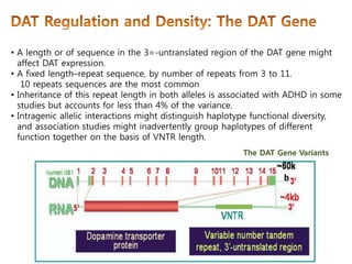 마더리스크라운드 - Dopamine transporter in ADHD & Alcohol intake | PDF