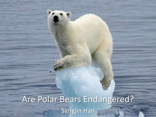 Are Polar Bears Endangered?
         Sangjin Han
 