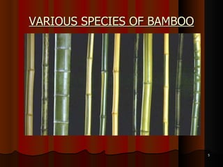 VARIOUS SPECIES OF BAMBOO 