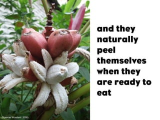 (Spencer Woodard. 2008)
 