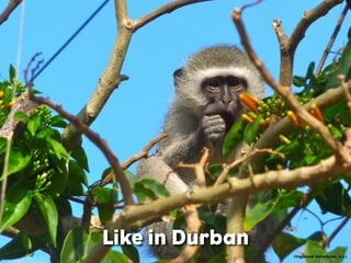 (Vagabond Adventures. n.d.)
 