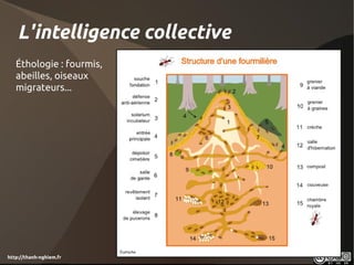 L'intelligence collective
   Éthologie : fourmis,
   abeilles, oiseaux
   migrateurs...




http://thanh-nghiem.fr
 