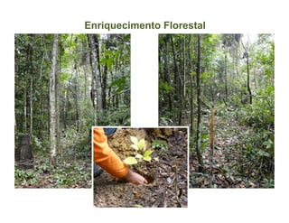 Enriquecimento Florestal
 