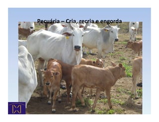 Pecuária	
  –	
  Cria,	
  recria	
  e	
  engorda	
  
 