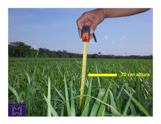 70	
  cm	
  altura	
  
 