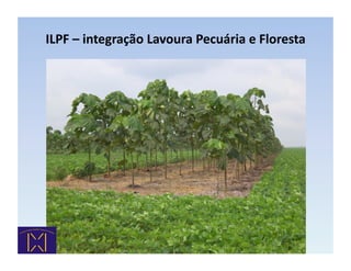 ILPF	
  –	
  integração	
  Lavoura	
  Pecuária	
  e	
  Floresta	
  
 