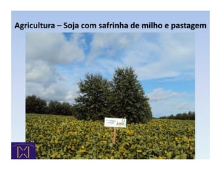 Agricultura	
  –	
  Soja	
  com	
  safrinha	
  de	
  milho	
  e	
  pastagem	
  
 