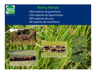 Bioma	
  Pampa	
  
-­‐	
  450	
  espécies	
  de	
  gramíneas	
  
-­‐	
  150	
  espécies	
  de	
  leguminosas	
  
-­‐	
  385	
  espécies	
  de	
  aves	
  
-­‐	
  90	
  espécies	
  de	
  mamíferos	
  	
  
 