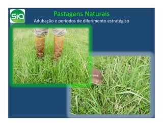 Pastagens	
  Naturais	
  
Adubação	
  e	
  períodos	
  de	
  diferimento	
  estratégico	
  
 