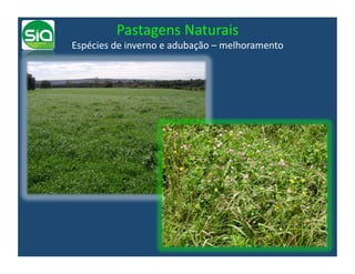 Pastagens	
  Naturais	
  
Espécies	
  de	
  inverno	
  e	
  adubação	
  –	
  melhoramento	
  
 