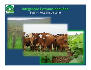 Integração Lavoura-pecuária
    Soja --- Pecuária de corte
 