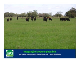 Integração	
  lavoura-­‐pecuária	
  
Recria	
  de	
  bezerros	
  da	
  desmama	
  até	
  1	
  ano	
  de	
  idade	
  
 