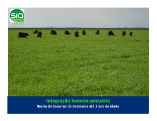Integração	
  lavoura-­‐pecuária	
  
Recria	
  de	
  bezerros	
  da	
  desmama	
  até	
  1	
  ano	
  de	
  idade	
  
 