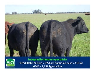 Integração	
  lavoura-­‐pecuária	
  
	
  	
     NOVILHOS:	
  Pastejo	
  =	
  97	
  dias;	
  Ganho	
  de	
  peso	
  =	
  119	
  kg	
  
                     GMD	
  =	
  1,230	
  kg/novilho	
  
 