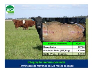 Balanço Financeiro                   R$/ha	
  
                              Desembolso                                   827,00
                              Produção PV/ha (558,8 kg)                 1.676,40
                              Saldo (Prod. – Desemb.)                      849,40



          Integração	
  lavoura-­‐pecuária	
  
Terminação	
  de	
  Novilhos	
  aos	
  22	
  meses	
  de	
  idade	
  
 