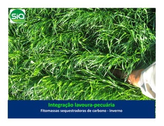 Integração	
  lavoura-­‐pecuária	
  
Fitomassas	
  sequestradoras	
  de	
  carbono	
  -­‐	
  inverno	
  
 