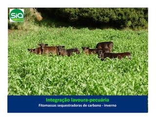 Integração	
  lavoura-­‐pecuária	
  
Fitomassas	
  sequestradoras	
  de	
  carbono	
  -­‐	
  inverno	
  
 